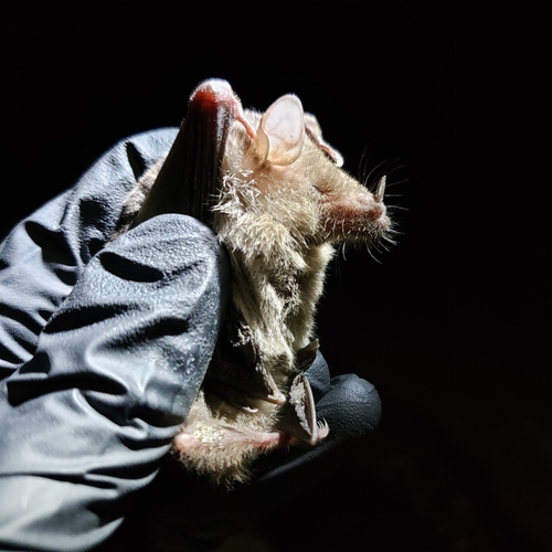 Tschudi's Tailless Bat