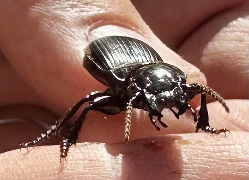 iNaturalist observation photo of Hypherpes