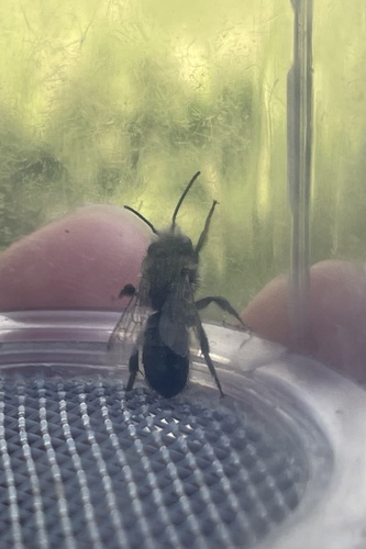 iNaturalist observation photo of Mason Bees