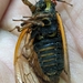 Decula 17-year Cicada - Photo (c) Olivia Myers, all rights reserved, uploaded by Olivia Myers
