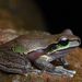 Blue Mountains Tree Frog - Photo (c) Tom Frisby, all rights reserved, uploaded by Tom Frisby