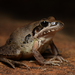 Broad-palmed Rocket Frog - Photo (c) Tom Frisby, all rights reserved, uploaded by Tom Frisby