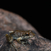 Rockhole Frog - Photo (c) Tom Frisby, all rights reserved, uploaded by Tom Frisby