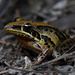 Striped Rocket Frog - Photo (c) Tom Frisby, all rights reserved, uploaded by Tom Frisby
