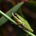 Wallum Sedge Frog - Photo (c) Tom Frisby, all rights reserved, uploaded by Tom Frisby