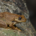 Western Laughing Tree Frog - Photo (c) Tom Frisby, all rights reserved, uploaded by Tom Frisby