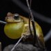 Tyler's Laughing Tree Frog - Photo (c) Tom Frisby, all rights reserved, uploaded by Tom Frisby