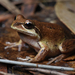 Whistling Tree Frog - Photo (c) Tom Frisby, all rights reserved, uploaded by Tom Frisby