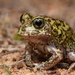 Desert Trilling Frog - Photo (c) Tom Frisby, all rights reserved, uploaded by Tom Frisby
