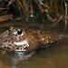 Crucifix Spadefoot Frog - Photo (c) Tom Frisby, all rights reserved, uploaded by Tom Frisby
