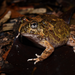 Ornate Burrowing Frog - Photo (c) Tom Frisby, all rights reserved, uploaded by Tom Frisby