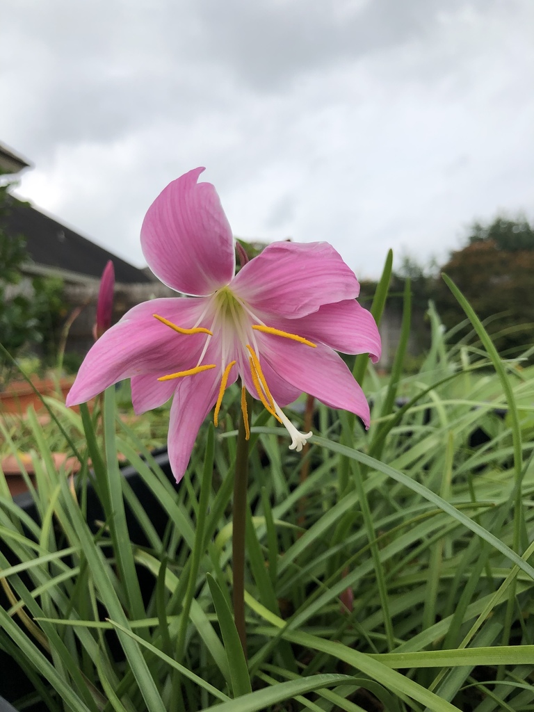 Rose Pink Zephyr Lily (Zephyranthes carinata) · iNaturalist