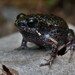 Mimic Toadlet - Photo (c) Tom Frisby, all rights reserved, uploaded by Tom Frisby