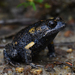 Tyler's Toadlet - Photo (c) Tom Frisby, all rights reserved, uploaded by Tom Frisby