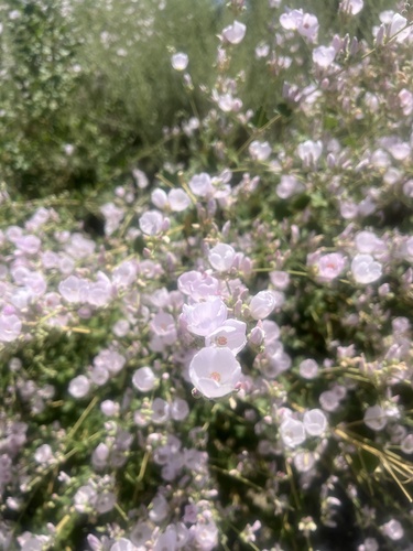 iNaturalist observation photo of southern coastal bushmallow