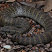 Plains Death Adder - Photo (c) Tom Frisby, all rights reserved, uploaded by Tom Frisby
