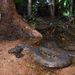 Arafura File Snake - Photo (c) Tom Frisby, all rights reserved, uploaded by Tom Frisby