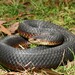 澳洲銅頭蛇 - Photo 由 Tom Frisby 所上傳的 (c) Tom Frisby，保留所有權利