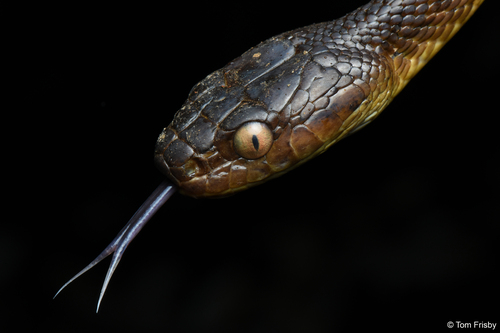 Brown Tree Snake