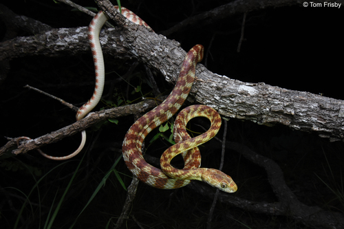 Brown Tree Snake