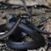 侏儒皇冠蛇 - Photo 由 Tom Frisby 所上傳的 (c) Tom Frisby，保留所有權利