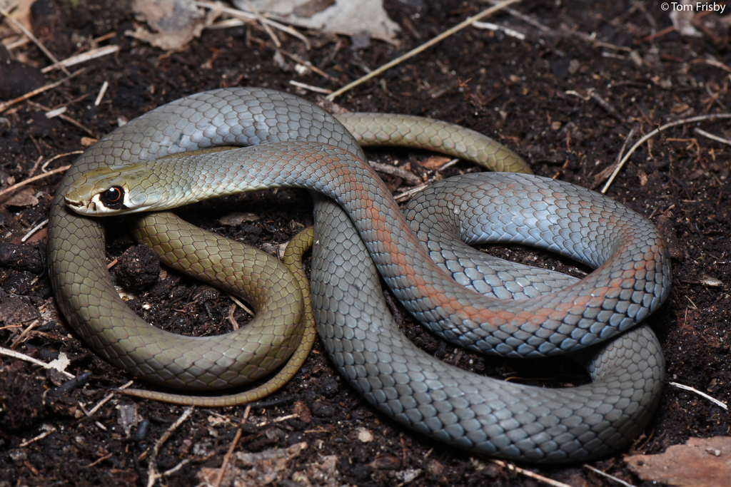 Yellow-faced Whipsnake