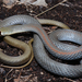 Yellow-faced Whipsnake - Photo (c) Tom Frisby, all rights reserved, uploaded by Tom Frisby