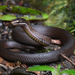 White-lipped Snake - Photo (c) Tom Frisby, all rights reserved, uploaded by Tom Frisby