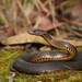 Mustard-bellied Snake - Photo (c) Tom Frisby, all rights reserved, uploaded by Tom Frisby