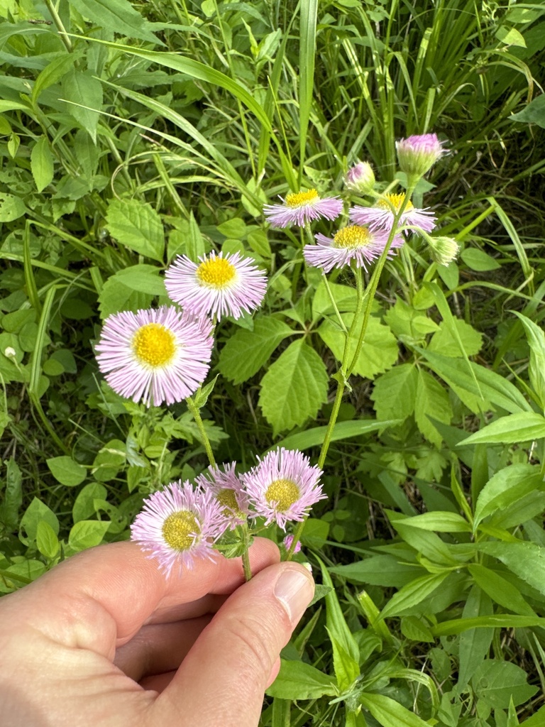 philadelphia-fleabane-from-macedon-ny-us-on-may-31-2024-at-05-07-pm