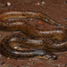 Serpiente Acuática de Manglar - Photo (c) Tom Frisby, todos los derechos reservados, subido por Tom Frisby