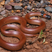Orange-naped Snake - Photo (c) Tom Frisby, all rights reserved, uploaded by Tom Frisby