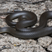 Grey Snake - Photo (c) Tom Frisby, all rights reserved, uploaded by Tom Frisby