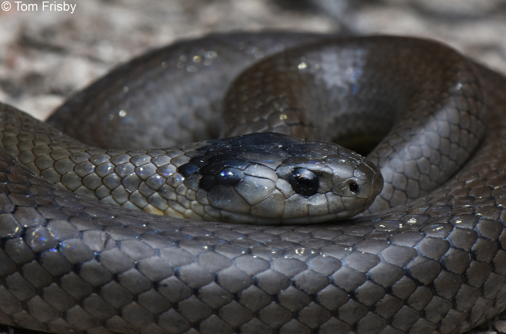 What Is A Grey Snake