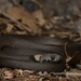 Pale-headed Snake - Photo (c) Tom Frisby, all rights reserved, uploaded by Tom Frisby