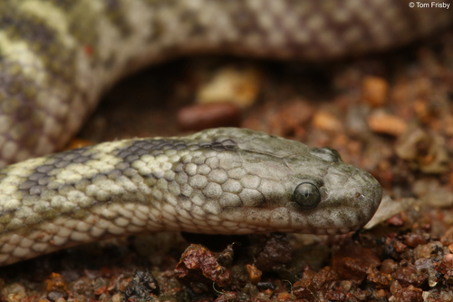 Richardson's Mangrove Snake