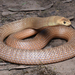Eastern Brown Snake - Photo (c) Tom Frisby, all rights reserved, uploaded by Tom Frisby