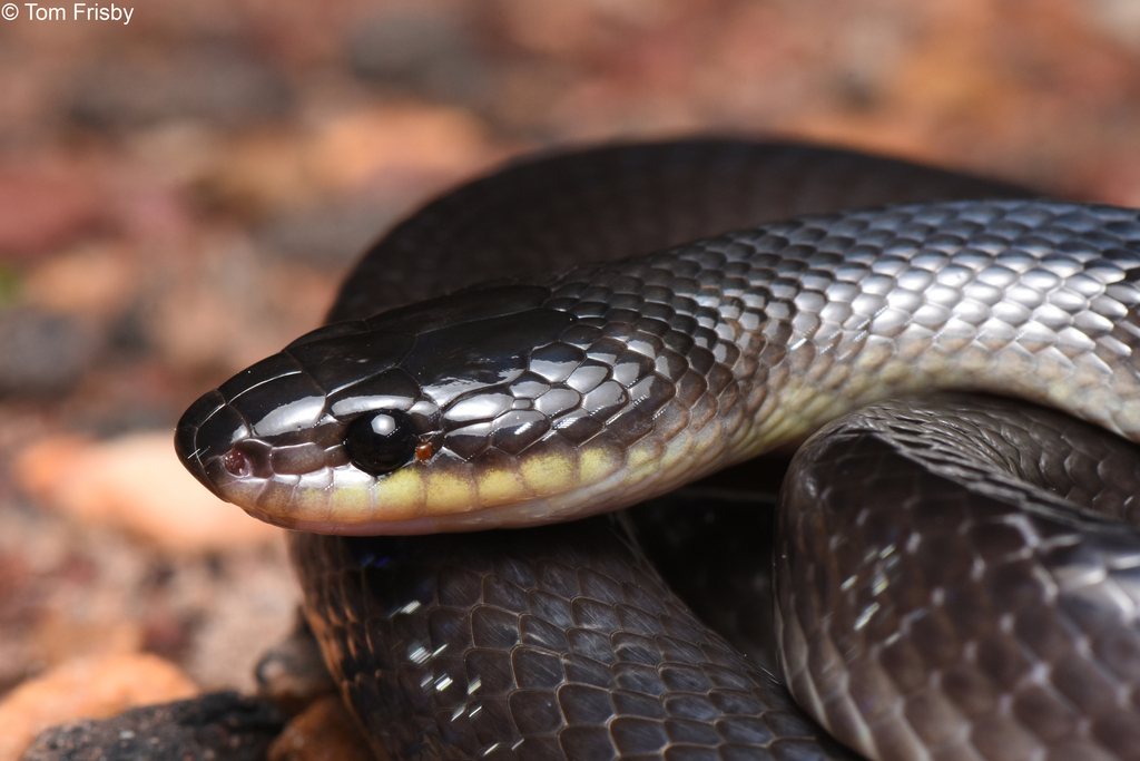 Slaty-grey snake in February 2021 by Tom Frisby · iNaturalist