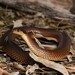 Whip Hooded Snake - Photo (c) Tom Frisby, all rights reserved, uploaded by Tom Frisby