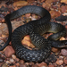 Common Keelback - Photo (c) Tom Frisby, all rights reserved, uploaded by Tom Frisby