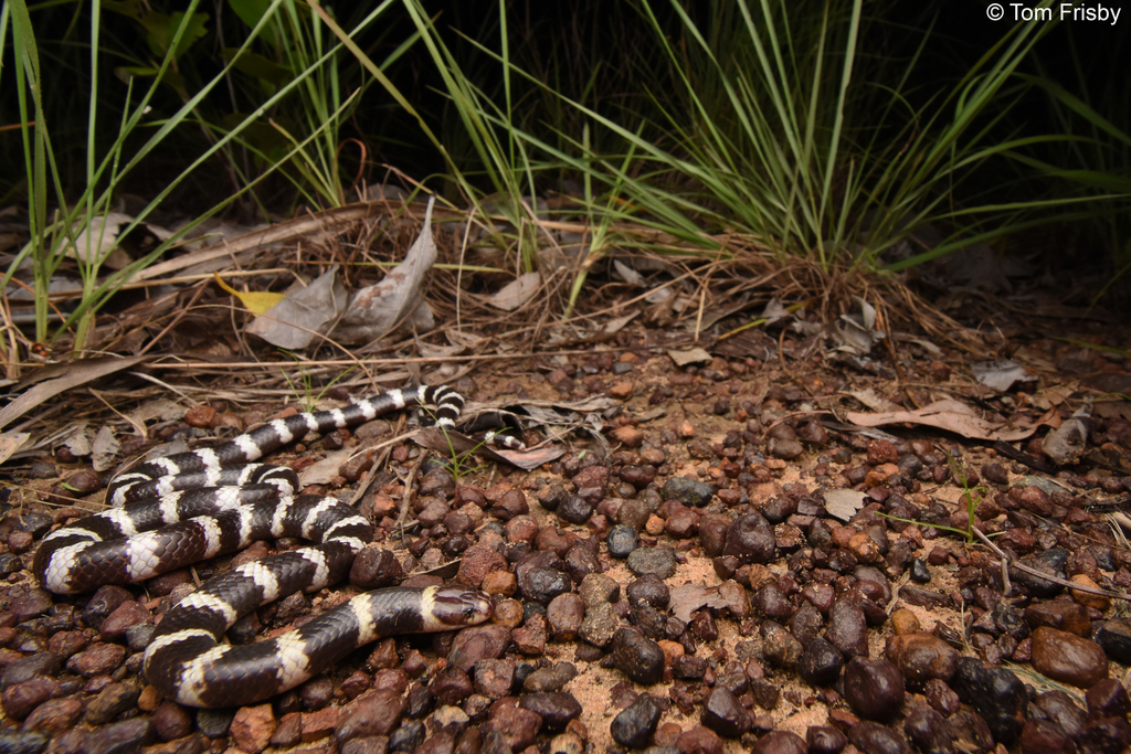 Intermediate Bandy Bandy (Vermicella intermedia)