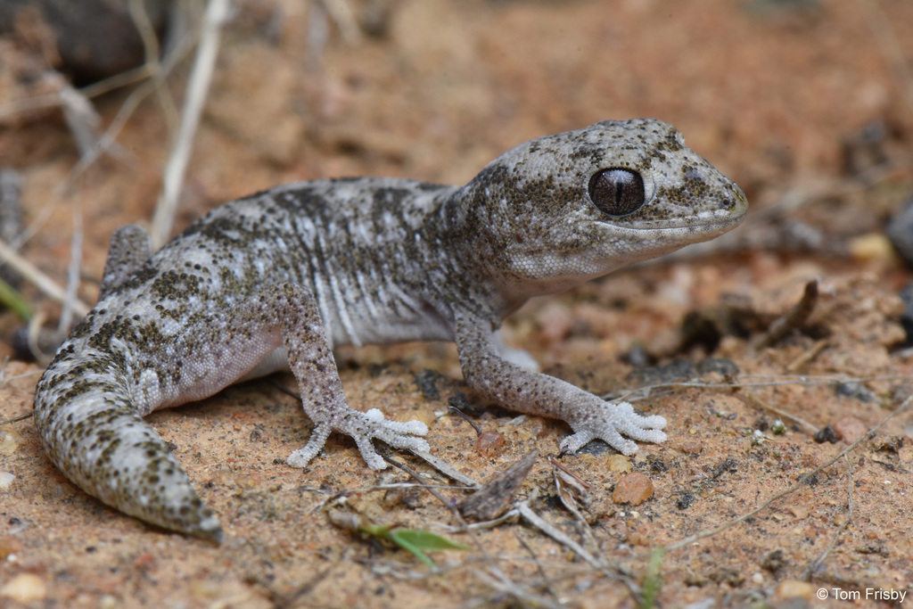 Tesselated Gecko