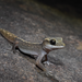 Diplodactylus vittatus - Photo 由 Tom Frisby 所上傳的 (c) Tom Frisby，保留所有權利