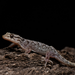 Gehyra versicolor - Photo 由 Tom Frisby 所上傳的 (c) Tom Frisby，保留所有權利
