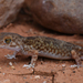 Gibber Gecko - Photo (c) Tom Frisby, all rights reserved, uploaded by Tom Frisby
