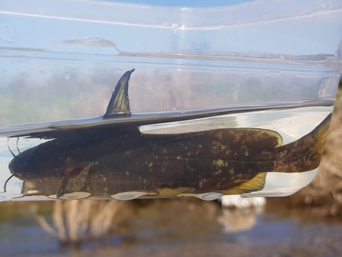 Tachysurus ussuriensis
