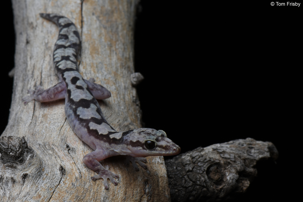 Robust Gecko