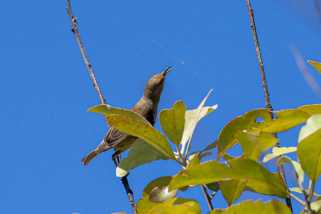 Honeyeaters from Mareeba QLD 4880, Australia on June 1, 2024 at 02:13 ...