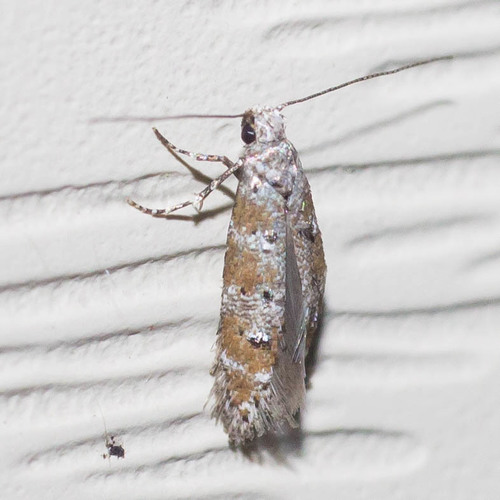 Exoteleia pinifoliella (Chambers, 1880)