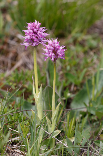 Neotinea tridentata